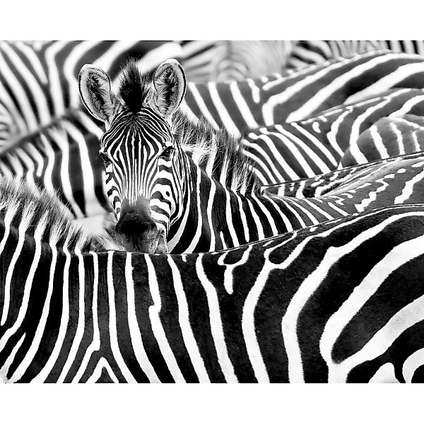 Rasch Digitaldruck African Queen III Zebra Schwarz-Weiß 3,00 x 3,71 m günstig online kaufen