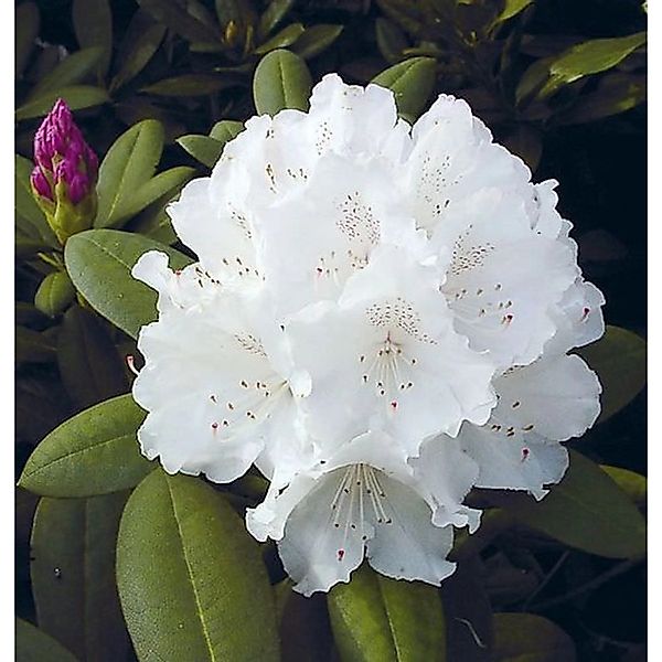 Hochstamm Rhododendron Schneekrone 80-100cm - Alpenrose günstig online kaufen