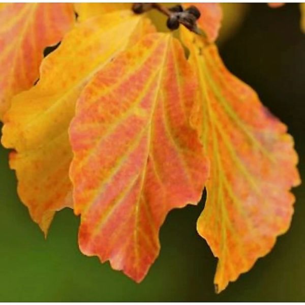 Eisenholzbaum Vanessa 125-150cm - Parrotia persica günstig online kaufen