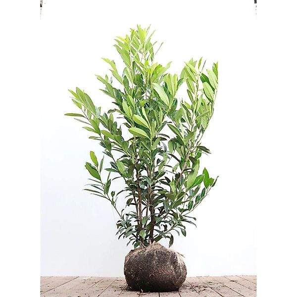 Prunus laurocerasus 'Caucasica' 150-175 cm günstig online kaufen