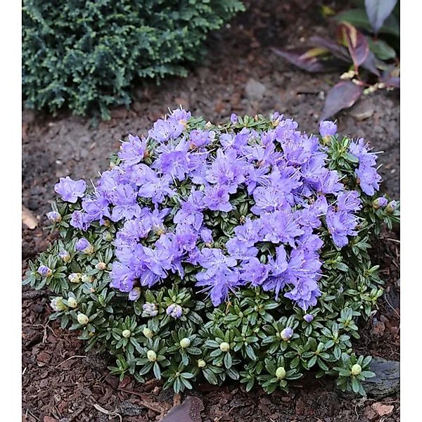 Rhododendron,itangense 15-20cm - Rhododendron,itangense günstig online kaufen