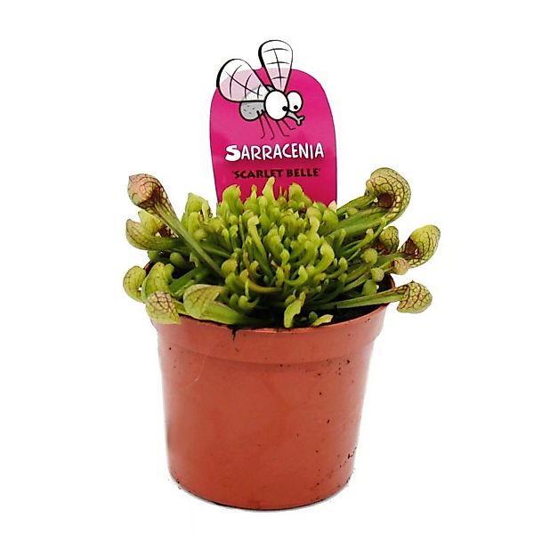 Exotenherz Schlauchpflanze Sarracenia Psittacina Hybr. Scarlett Belle Fleis günstig online kaufen
