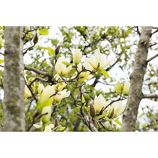 Magnolia 'Honey Tulip' Magnolie 100-125 cm günstig online kaufen