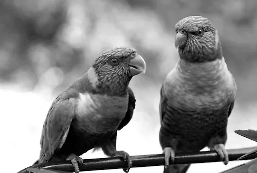 Papermoon Fototapete »Vögel Schwarz & Weiß« günstig online kaufen