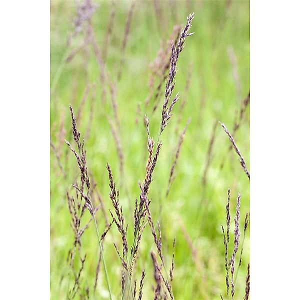 Molinia Caerulea Moorgras Ca. 9x9 cm Topf Zierlich günstig online kaufen