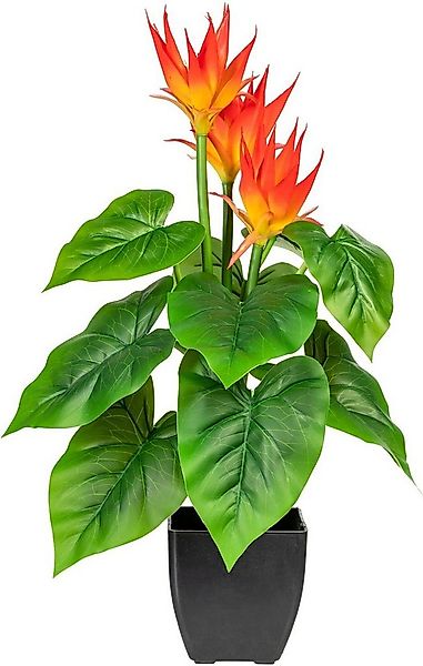 Kunstpflanze Warnow Guzmania, DELAVITA, Höhe 58 cm, im Topf günstig online kaufen