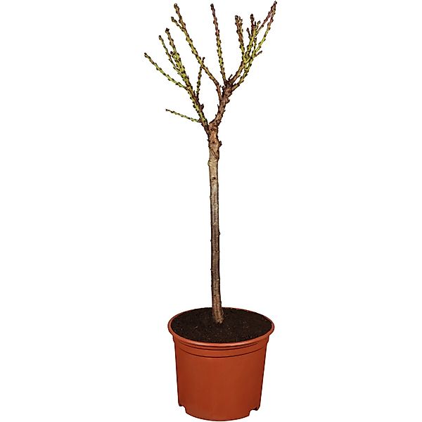 GROW by OBI Bio Pfirsich Amsden Gelb-Rot Höhe ca. 100 - 120 cm Topf ca. 7, günstig online kaufen