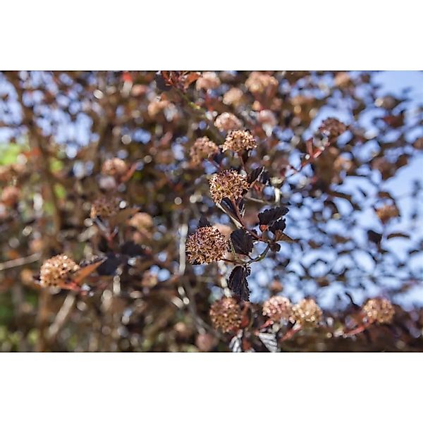 Physocarpus Opulifolius Blasenspiere 175–200 cm Auffälliges Laub günstig online kaufen