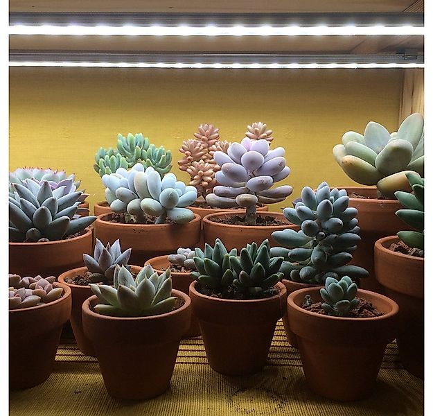 Laybasic Pflanzenlampe 48/72 LEDs Vollspektrum Pflanzenlicht,30/50cm 1-12 S günstig online kaufen