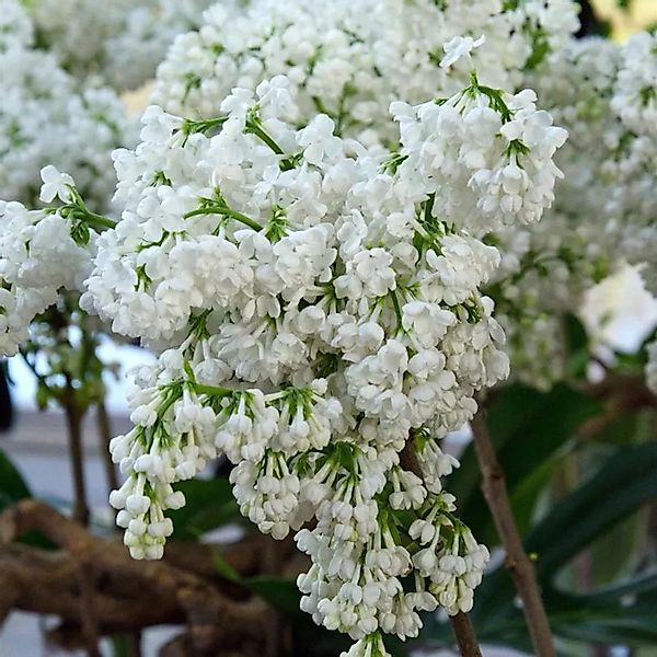 Hochstamm Edelflieder Miss Ellen Willmott 80-100cm - Syringa vulgaris günstig online kaufen