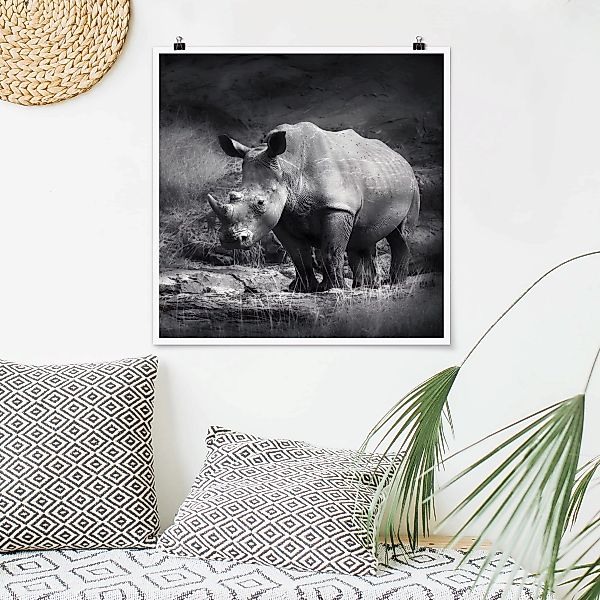 Poster Tiere - Quadrat Lonesome Rhinoceros günstig online kaufen