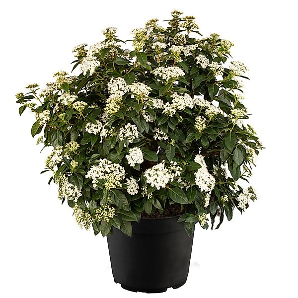 Lorbeer-Schneeball Weiß Höhe ca. 20 - 30 cm Topf ca. 1 l Viburnum tinus günstig online kaufen