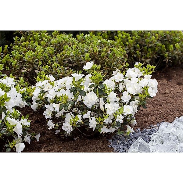 Rhododendron Obtusum Schneeperle Weiß 20–25 cm günstig online kaufen