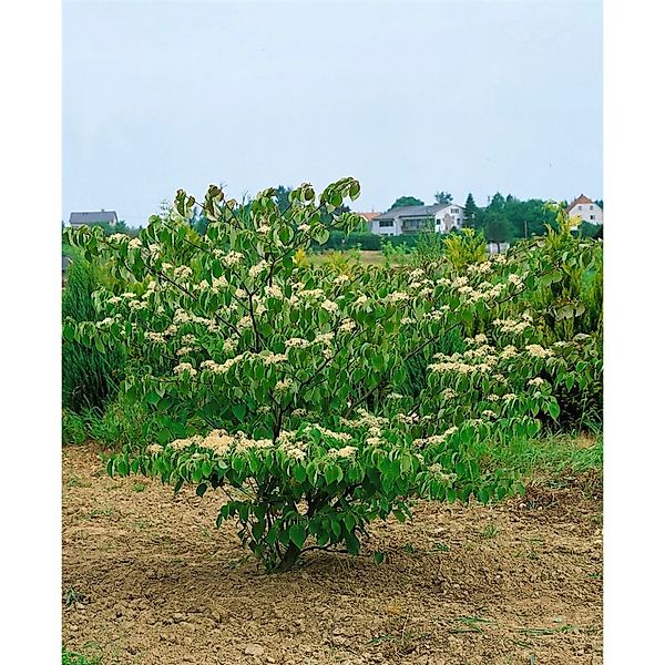 Cornus Controversa Green Carpet Etagen-Hartriegel 120 cm Stammhöhe günstig online kaufen