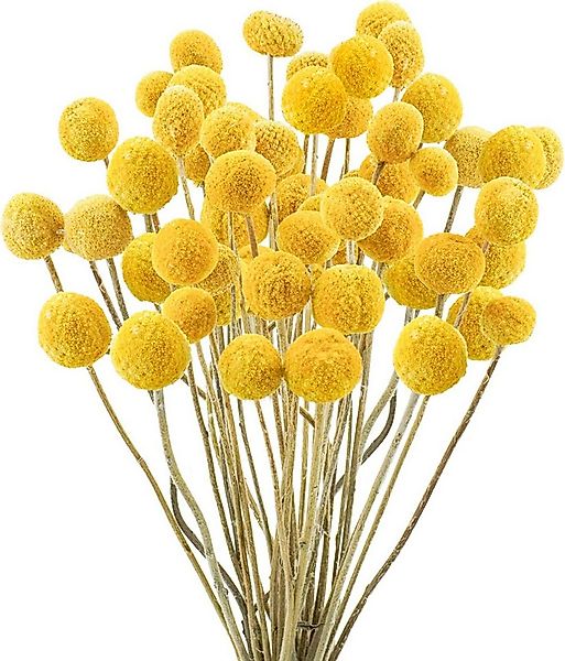 Trockenblume Pampasgras Getrocknete Craspedia Globosa 30 Stück Trockenblume günstig online kaufen