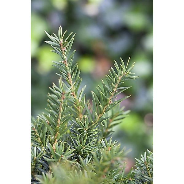 Taxus media 'Kazio' 80-90 cm günstig online kaufen