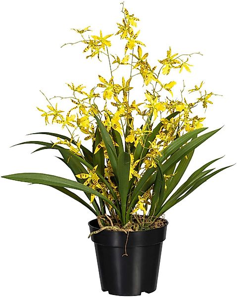 Kunstorchidee Oncidie Dancing Queen Orchidee Oncidie, günstig online kaufen