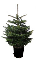 Weihnachtsbaumland Echter Weihnachtsbaum Echte Nordmanntanne zum günstig online kaufen