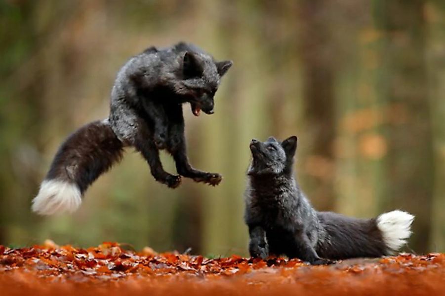 Papermoon Fototapete »Schwarze Füchse im Wald« günstig online kaufen