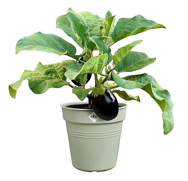 Elho Pflanzkübel green basics anzuchttopf 27cm steingrün günstig online kaufen
