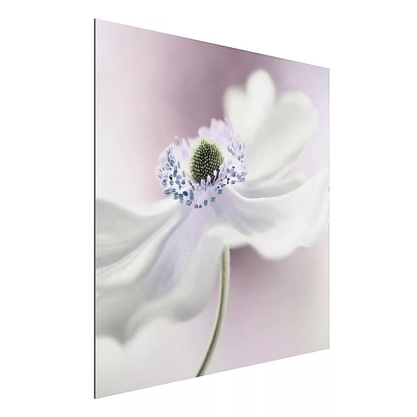Alu-Dibond Bild Blumen - Quadrat Anemonenbrise günstig online kaufen