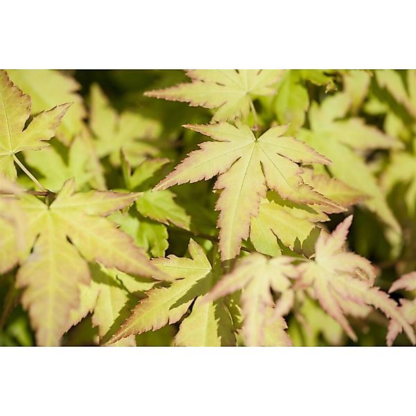 Acer Palmatum Katsura Japanischer Ahorn Orange-Gelb 60–80 cm günstig online kaufen