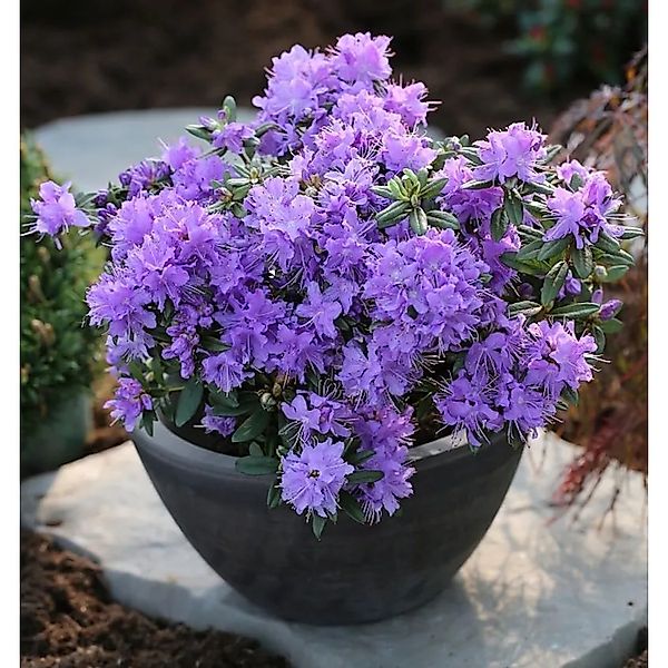 Zwerg Rhododendron Luisella 15-20cm - Rhododendron impeditum - Zwerg Alpenr günstig online kaufen