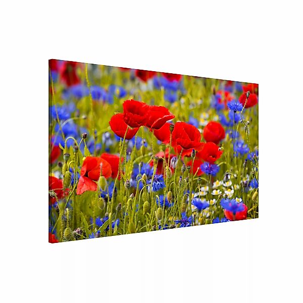 Magnettafel - Querformat 3:2 Sommerwiese mit Mohn und Kornblumen günstig online kaufen