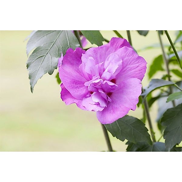 Hibiscus Syriacus Gartenhibiskus Purple Ruffles R 40-60 cm günstig online kaufen