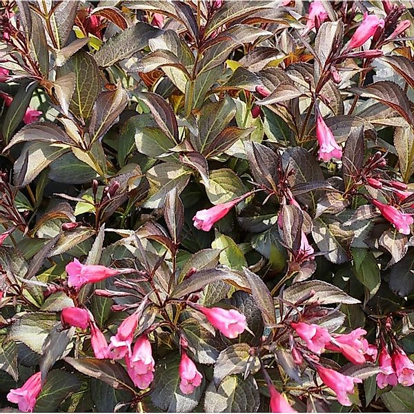 Weigelie Alexandra 60-80cm - Weigela florida günstig online kaufen