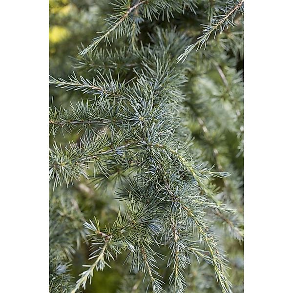 Cedrus Deodara Himalaya-Zeder 40–60 cm günstig online kaufen