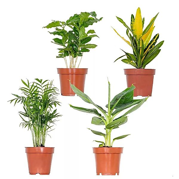 Casa Caron | Set mit 4 tropischen Zimmerpflanzen Sanne günstig online kaufen