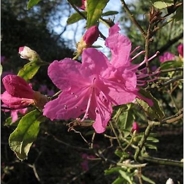 Dahurischer Rhododendron April Rose 20-25cm - Rhododendron dauricum günstig online kaufen