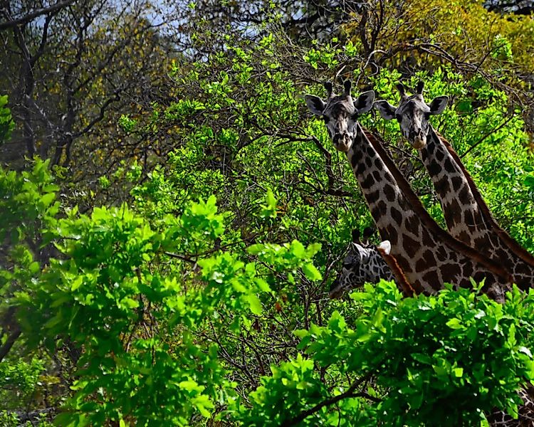 Fototapete "GiraffeAfrika" 4,00x2,50 m / Glattvlies Brillant günstig online kaufen