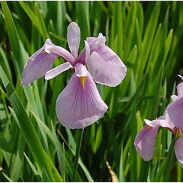 Asiatische Sumpf Schwertlilie Rose Queen - Iris,aevigata günstig online kaufen