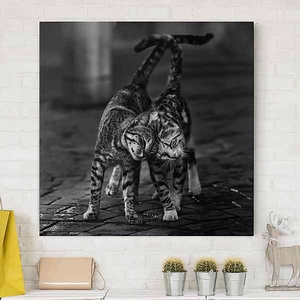 Leinwandbild Schwarz-Weiß - Quadrat Kätzchenfreundschaft günstig online kaufen