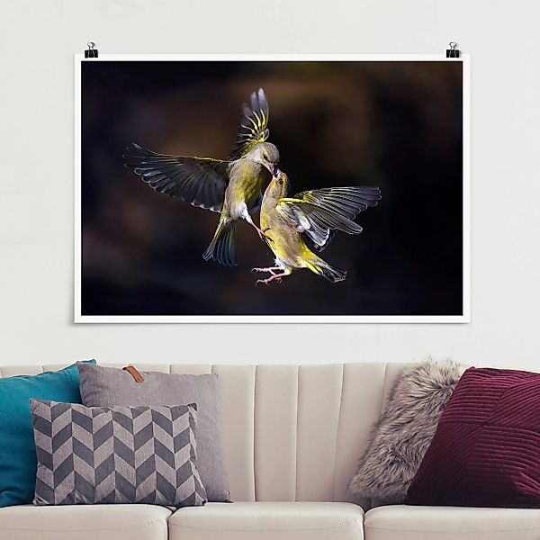 Poster Küssende Kolibris günstig online kaufen