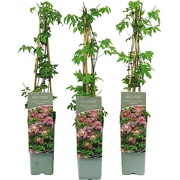Waldrebe Propertius Lila Höhe ca. 40 - 60 cm Topf ca. 2, Clematis koreana günstig online kaufen
