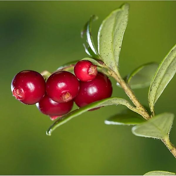 Preiselbeere Miss Cherry 20-25cm - Vaccinium vitis idaea günstig online kaufen