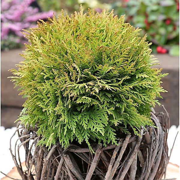 Kugel Lebensbaum Mirjam 15-20cm - Thuja occidentalis günstig online kaufen