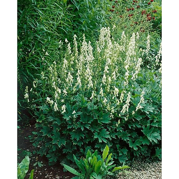Aconitum Lycoctonum Ssp.vulp.'ivorine' Wolfs-eisenhut Ca. 9x9 cm Topf günstig online kaufen