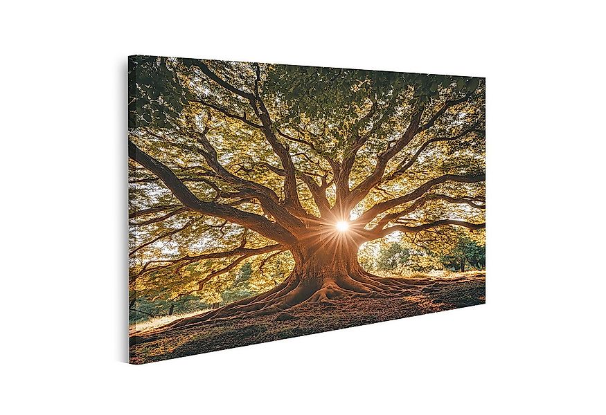 islandburner Leinwandbild, Mächtiger Baum mit Sonnenstrahlen günstig online kaufen
