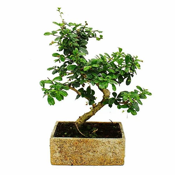 Exotenherz Bonsai für Zimmer in Moderner Trendkeramik Zimmerbonsai Carmona günstig online kaufen