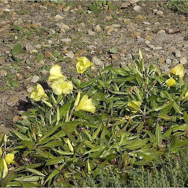 Polster Nachtkerze Incana - Oenothera macrocarpa günstig online kaufen