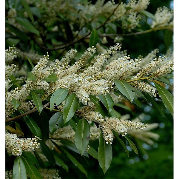 breitwachsende Lorbeerkirsche Otto Luyken 50-60cm - Prunus laurocerasus günstig online kaufen