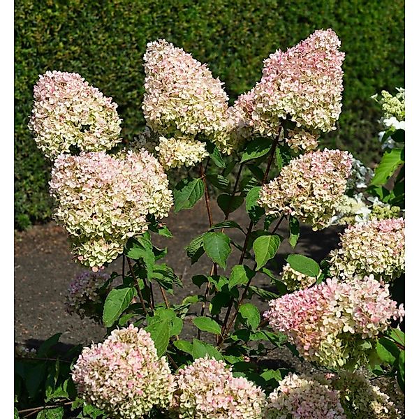 Rispenhortensie Summer Love 80-100cm - Hydrangea paniculata günstig online kaufen