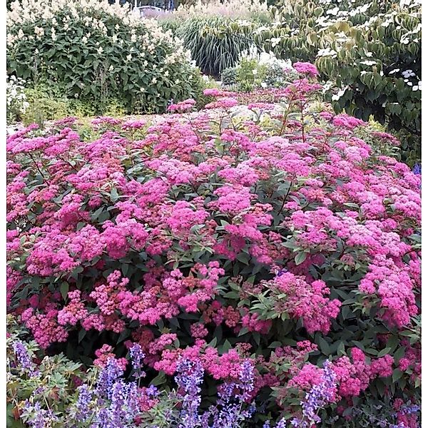 Sommerspierstrauch Double Play Artist 30-40cm - Spiraea japonica günstig online kaufen
