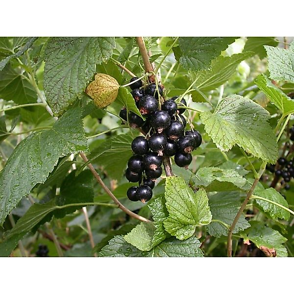 Pflanzen für Dich Obstpflanze Ribes nigrum Titania, 1 St., Schwarze Johanni günstig online kaufen