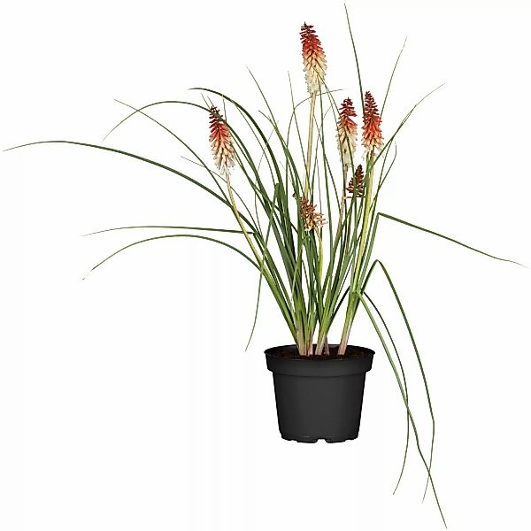 GROW by OBI Garten-Fackellilie Orange Topf-Ø ca. 9 cm x 9 cm Kniphofia günstig online kaufen