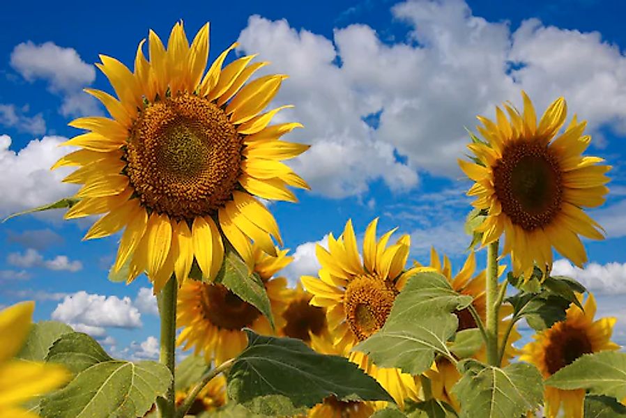 Papermoon Fototapete »Sonnenblumen« günstig online kaufen